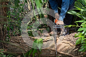 Man cuts tree felling tree with chainsaw. Occupation cut tree