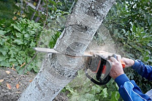 A man cuts a tree trunk with a chainsaw, selective