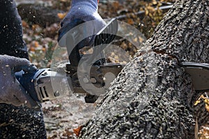 Man cuts trunk with an electric saw