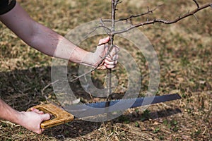 A man cuts a wild apple in the garden. Graft