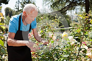 Man cutting back shoots of rose bushes