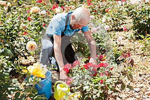Man cutting back shoots of rose bushes