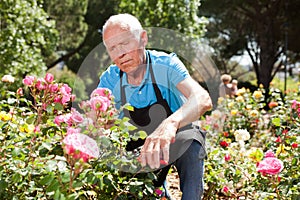 Man cutting back shoots of rose bushes