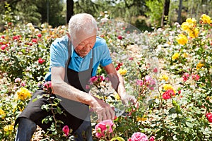 Man cutting back shoots of rose bushes