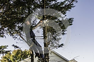 Man cutting branches with chainsaw