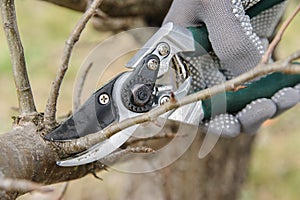 Man cutting branches.