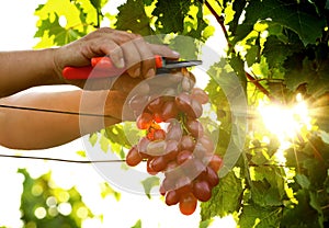 Man cutting bunch of fresh ripe juicy grapes with pruner, closeup