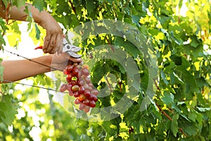 Man cutting bunch of fresh ripe juicy grapes with pruner outdoors