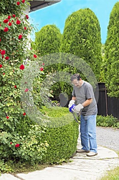 Man cutting bushes in the garden