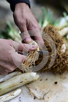 Man cutting calcots, onions typical of Catalonia