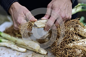 Man cutting calcots, onions typical of Catalonia