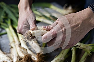 Man cutting calcots, sweet onions typical of Catalonia, Spain photo