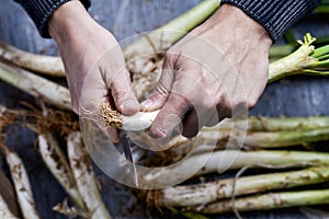 Man cutting calcots typical of Catalonia, Spain