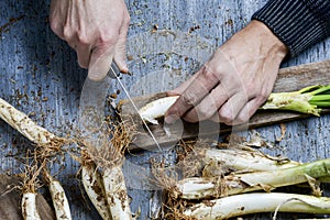 Man cutting calcots typical of Catalonia, Spain photo
