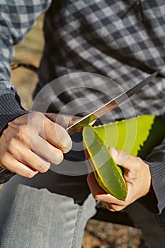 man cutting the edges of a leaf of aloe vera