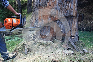 Man cutting an eucalyptic tree with a chainsaw