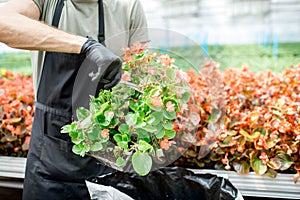 Man cutting flowers in the greenhouse