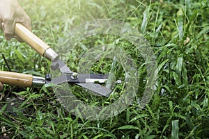 Grass shears