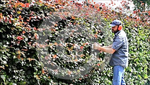 Man cutting hedge with engine trimmer, gardening