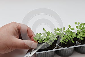 Man is cutting micro greens leaves with scissors
