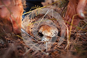 Man cutting off Porcini mushroom in autumn forest. Season of gathering mushrooms