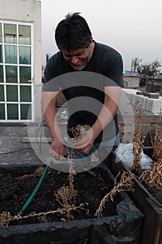 Man cutting an old lettuce plant