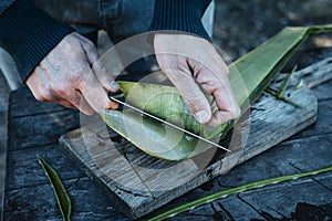 man cutting the skin of a leaf of aloe vera