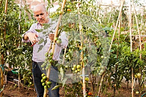 Man cutting tomatoes plants