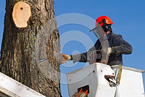 Man cutting tree