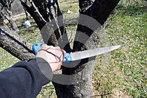 Man cutting tree branch with the handsaw