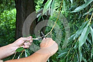 Man is cutting the tree with an old knife. Nature damage concept. Survival in the wild