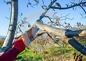 The man is cutting a tree with the saw, man working in a garden on tree