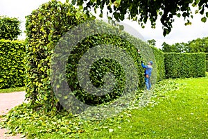 Man is cutting trees in the park. Professional gardener in a uniform cuts bushes with clippers. Pruning garden, hedge. Worker