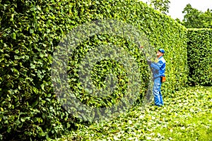 Man is cutting trees in the park. Professional gardener in a uniform cuts bushes with clippers. Pruning garden, hedge. Worker