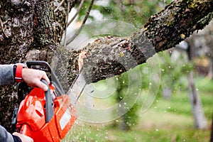 Man cutting trees using an electrical chainsaw