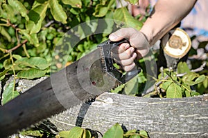 Man cutting a wood tree with a hand saw on green outdoors