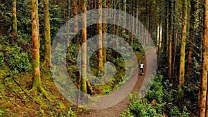 Man cycling on a pathway in forest 4k