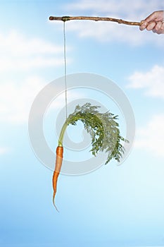 Man Dangling Carrot From Stick photo