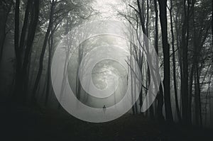 Man in dark haunted forest with giant trees