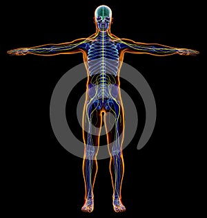 Man diagram x-ray nervous system