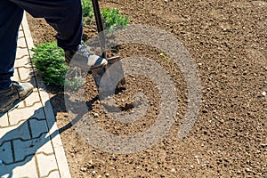 Man digging the garden. Spud the soil. Man digs a hole to plant a tree. Man loosens dirt in the farmland, gardening, agriculture