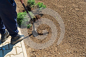 Man digging the garden. Spud the soil. Man digs a hole to plant a tree. Man loosens dirt in the farmland, gardening, agriculture