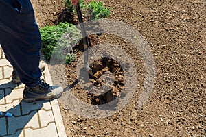 Man digging the garden. Spud the soil. Man digs a hole to plant a tree. Man loosens dirt in the farmland, gardening, agriculture