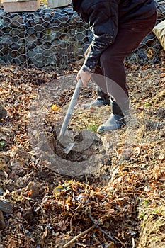 Man digging with spade in autumn or spring garden,