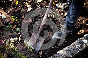 Man digging up vegetables on a garden, his legs and a spade in focus