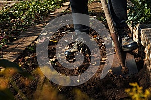 Man digging up vegetables on a garden, his legs and a spade in focus