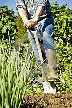 Man digging in vegetable garden