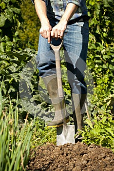 Uomo scavando verdura giardino 