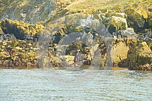 Man diver without a hand set out to dive near island