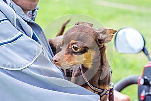 Man with a dog breed  russian toy terrier on a motorcycle_